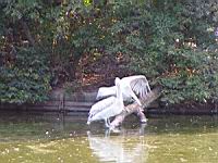 Pelican frise, Pelecanus crispus (ord Pelecaniformes) (fam Pelecanides) (Photo F. Mrugala) (01)